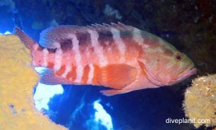 Grouper saddle grouper cephalopholis sexmaculata van