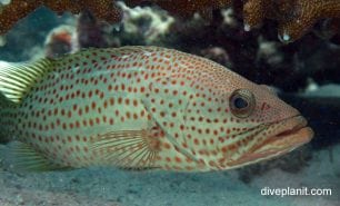 Grouper slender grouper or white lined rockcod anyperodon leucogrammicus upi