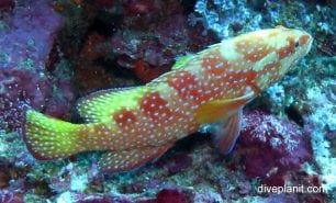 Grouper vermicular cod cephalopholis miniata bal