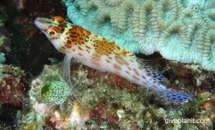 Hawkfish dwarf hawkfish cirrhitichthys falco thl