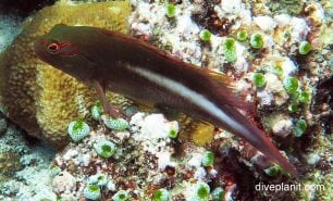 Hawkfish ring or arc eye hawkfish paracirrhites arcatus thl