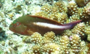 Hawkfish ring or arc eye hawkfish paracirrhites arcatus thl
