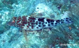 Hawkfish splendid hawkfish cirrhitichthys splendens lhi