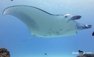 Manta ray manta ray manta alfredi cki