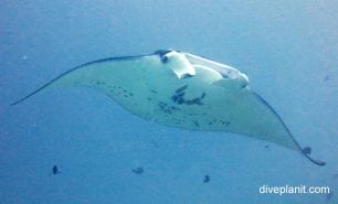 Manta ray manta ray manta alfredi pal