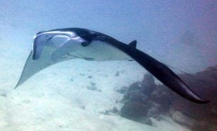 Manta ray manta ray manta alfredi pal poster