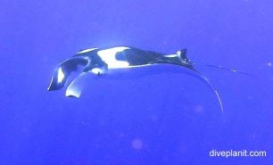 Manta ray manta ray manta birostris ci
