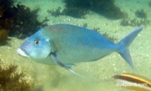 Morwong blue morwong nemadactylus douglasi nsw