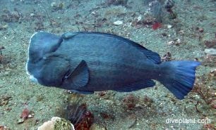 Parrotfish bumphead parrotfish bolbometopon muricatum bal