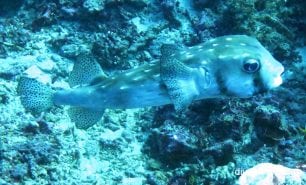 Porcupine spotted burrfish chilomycterus reticulatus bal