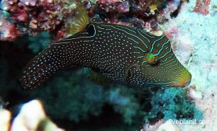 Pufferfish papuan toby canthigaster papua upi