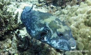 Pufferfish scribbled pufferfish arothron mappa gbr