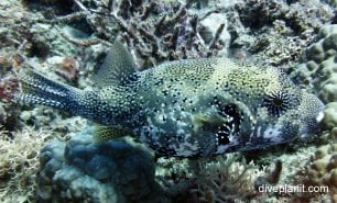 Pufferfish scribbled pufferfish arothron mappa gbr
