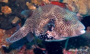 Pufferfish scribbled pufferfish arothron mappa thl