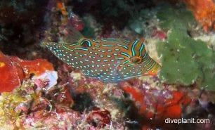 Pufferfish solanders toby canthigaster solandri upi