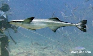 Remora slender suckerfish echeneis naucrates fij
