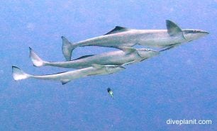 Remora slender suckerfish echeneis naucrates fij