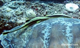 Remora slender suckerfish echeneis naucrates gil