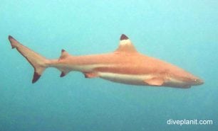 Requiem shark blacktip reef shark carcharhinus melanopterus upi