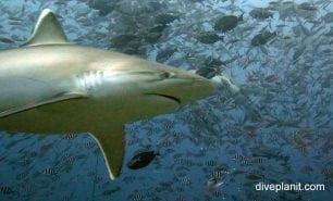Requiem shark bull shark carcharhinus leucas fij