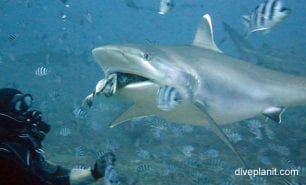 Requiem shark bull shark carcharhinus leucas fij