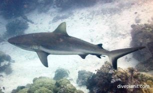 Requiem shark grey reef shark carcharhinus amblyrhynchos pal