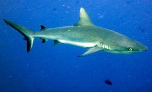 Requiem shark grey reef shark carcharhinus amblyrhynchos pal poster