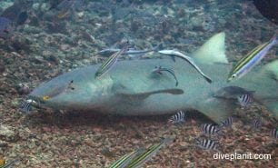 Requiem shark sicklefin lemon shark negaprion acutidens fij