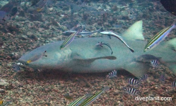 Sicklefin Lemon Shark (Negaprion acutidens) FIJ