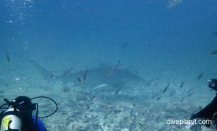 Requiem shark tiger shark galeocerdo cuvier fij