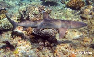 Requiem shark whitetip reef shark triaenodon obesus pal