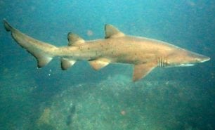 Sand tiger shark grey nurse shark carcharius taurus nsw poster