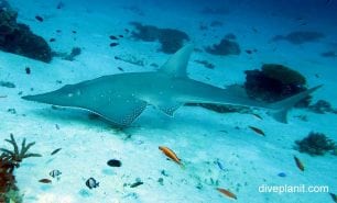 Sharkfin guitarfish white spotted guitarfish rhynchobatus australiae lei
