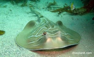 Shovelnose ray eastern fiddler ray trygonorrhina fasciata nsw