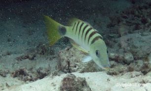 Snapper black banded snapper lutjanus semicinctus upi