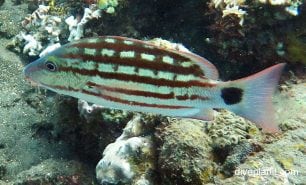 Snapper checkered snapper lutjanus decussatus bal