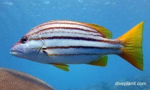 Snapper spanish flag snapper lutjanus carponotatus gbr