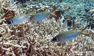 Squirrelfish clearfin squirrelfish neoniphon argenteus thl