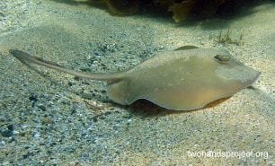 Stingarees common stingaree trygonoptera testacea aus hp