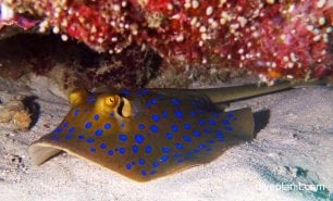 Stingray blue spotted ray taeniura lymma upi