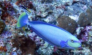 Surgeonfish bignose unicornfish naso vlamingii thl