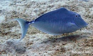Surgeonfish humpback unicornfish naso unicornis gil
