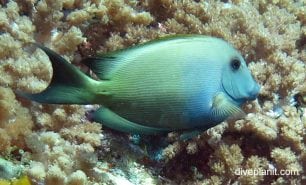 Surgeonfish lined bristletooth ctenchaetus striatus thl