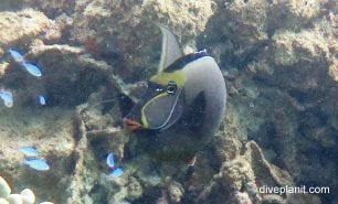 Surgeonfish orange spine unicornfish naso lituratus gbr