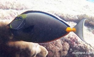 Surgeonfish orange spine unicornfish naso lituratus gbr
