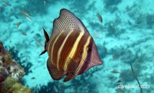 Surgeonfish pacific sailfin tang zebrasoma veliferum upi