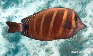 Surgeonfish pacific sailfin tang zebrasoma veliferum upi
