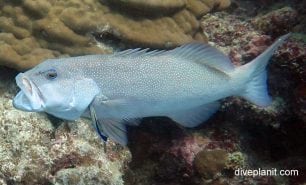 Sweetlips giant sweetlips plectorhinchus obscurus gbr
