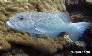 Sweetlips giant sweetlips plectorhinchus obscurus gbr