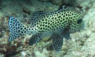 Sweetlips indonesian sweetlips diagramma melanacrum upi